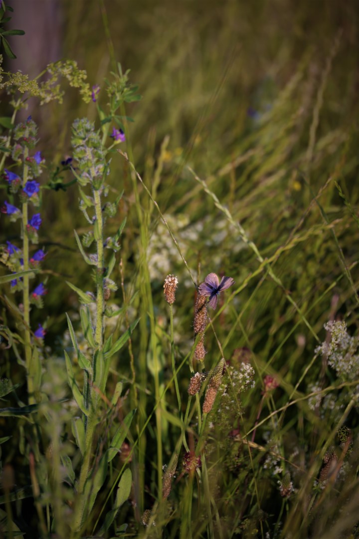 Ein Biotop - die Trüffelplantage im Sommer 2025 | Fotos: Herker
