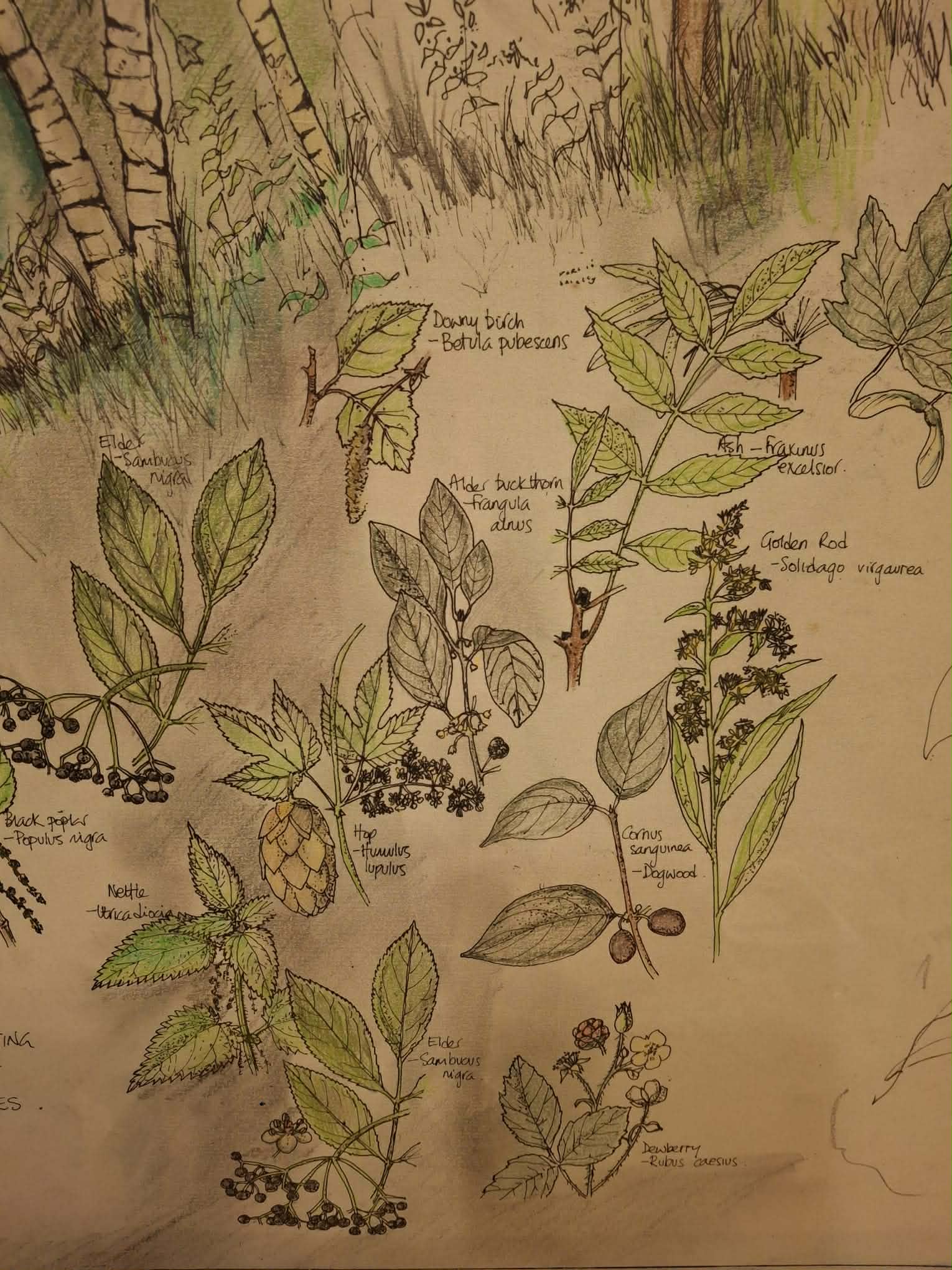 Auszug aus Pauls Diplomarbeit. "Man sieht, ich kritzle nicht nur!" Sein Wissen über Pflanzen verschmilzt mit seinem künsterischen Handwerk. Seine Bilder hängen auch in Arztpraxen.